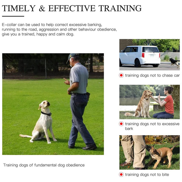 Smart Dog Training Collar